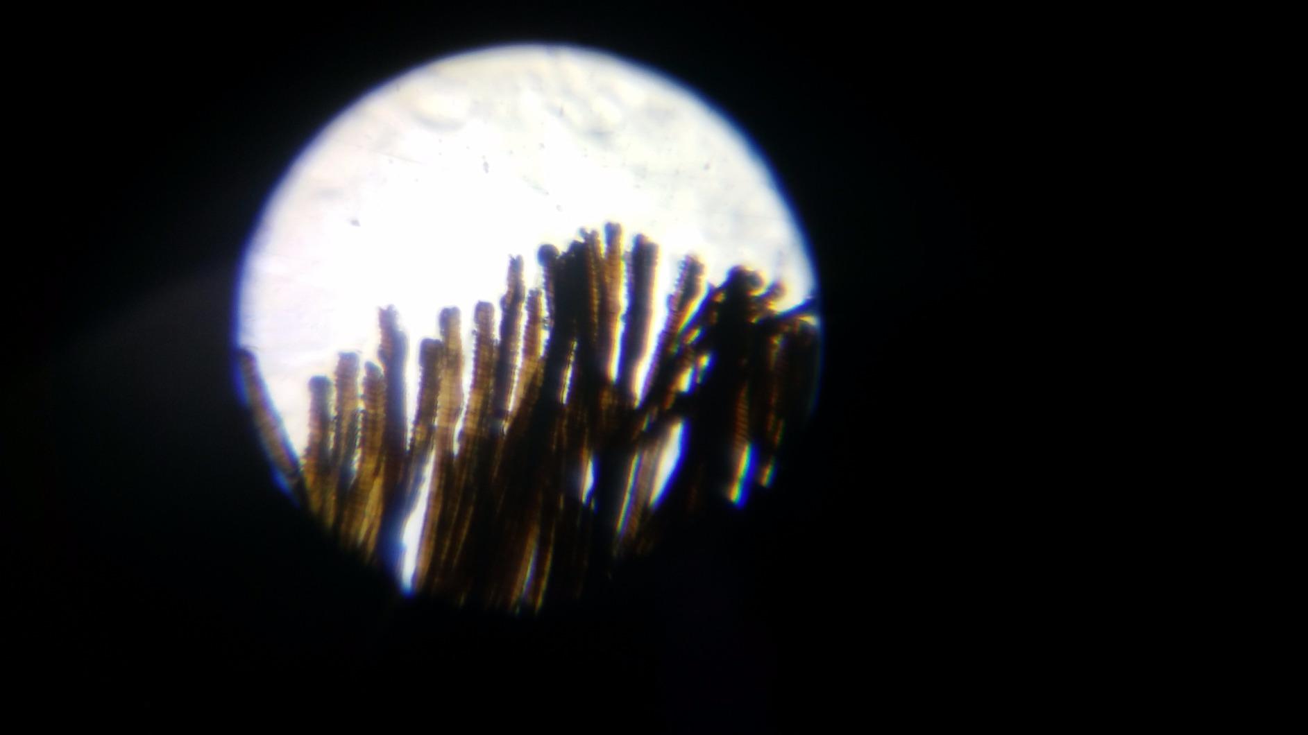 Educational Insights Nancy B's Science Club Microscope for Kids, Microscope Kit, Gift for Boys & Girls, Ages 8-12 customer photo 2