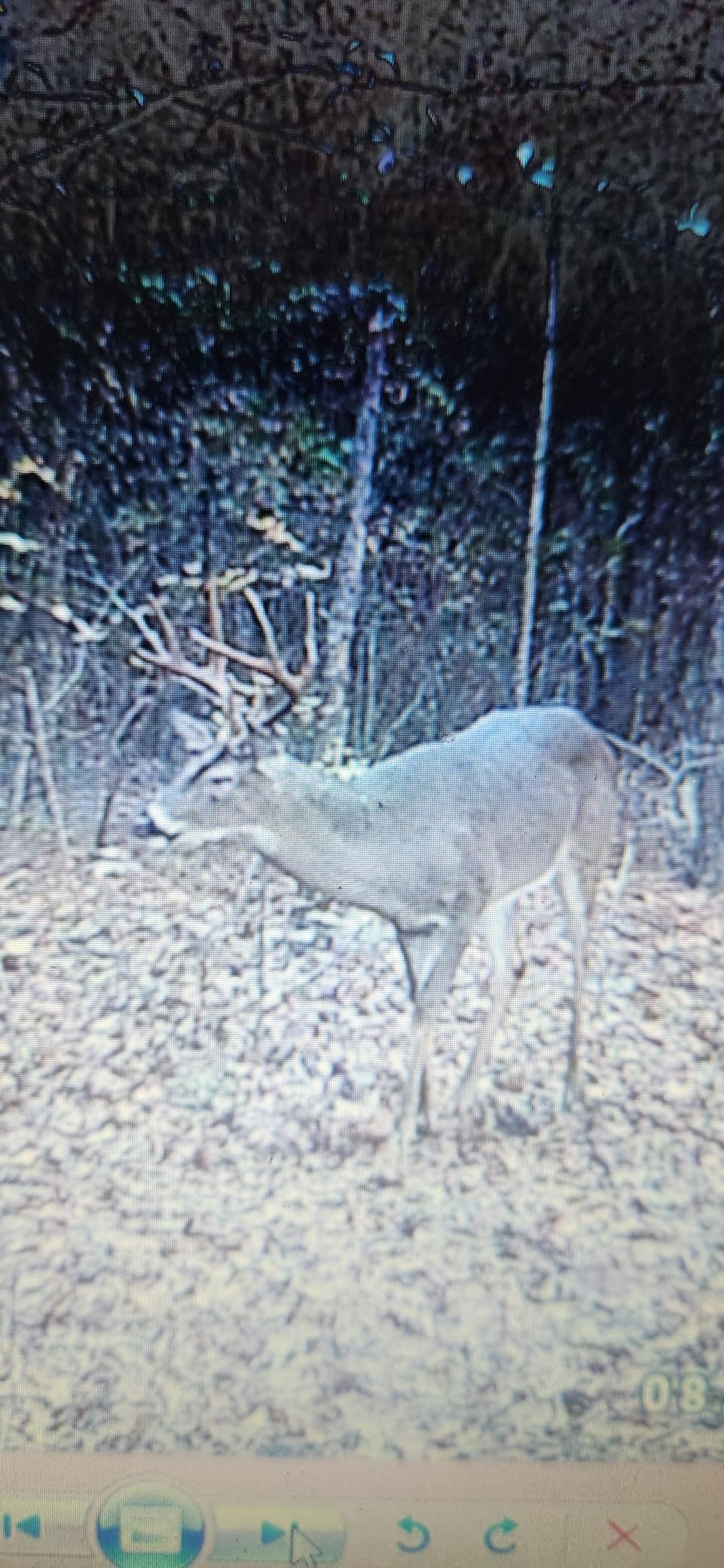 GardePro E5S Non-Cellular Trail Camera, 64MP Photo & 1296P HD Video customer photo 1