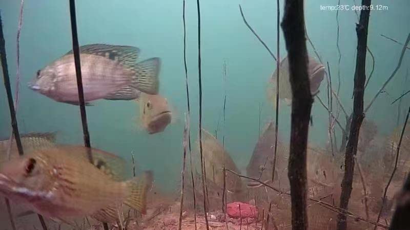 Chasing Dory Underwater Drone - Palm-Sized 1080p Full HD Underwater Drone with Camera for Real Time Viewing, APP Remote Control Green (Yellow) customer photo 1