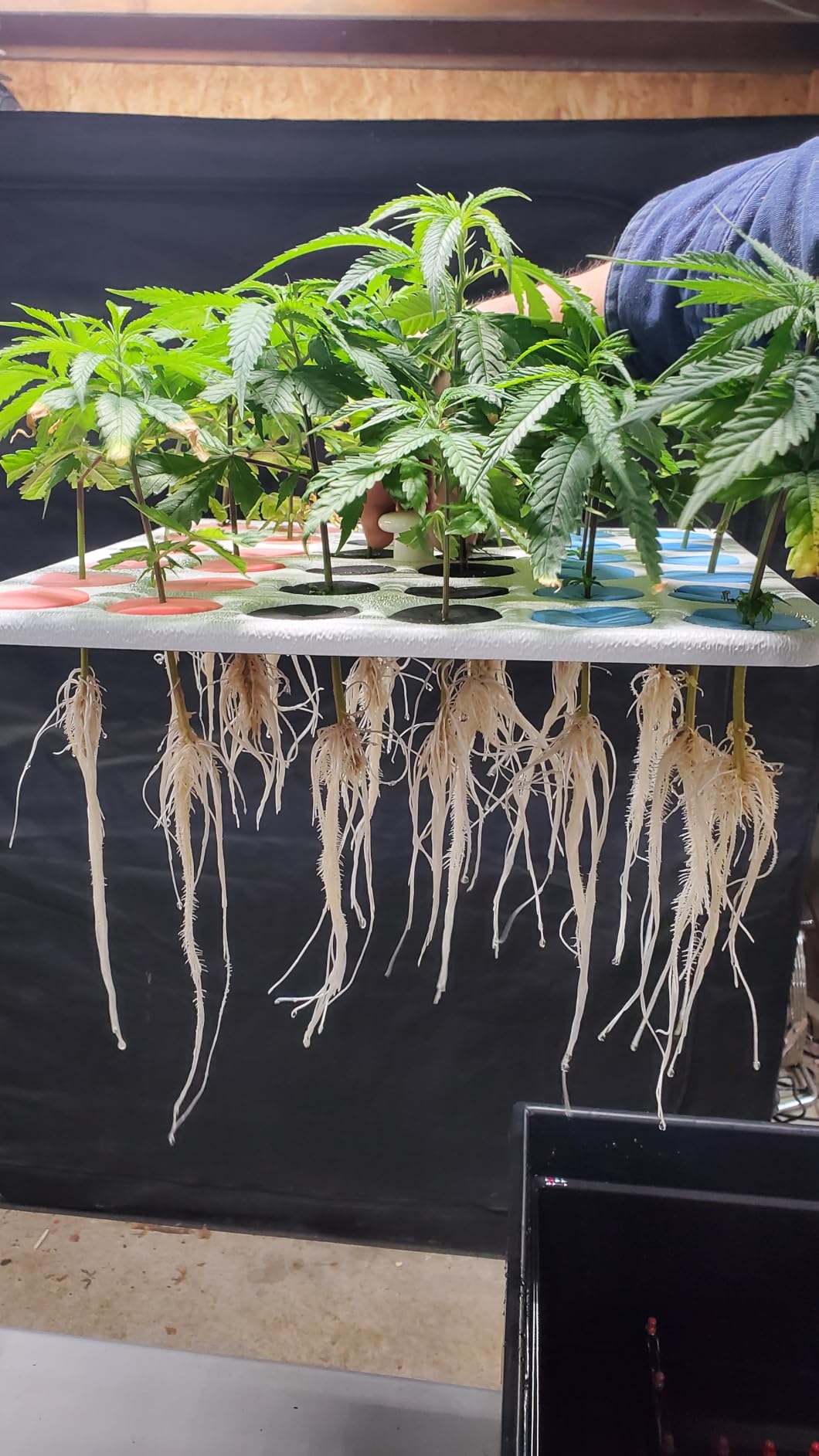 36 Site Aeroponic Cloning Machine. Expect 100% Success Rates! customer photo 2