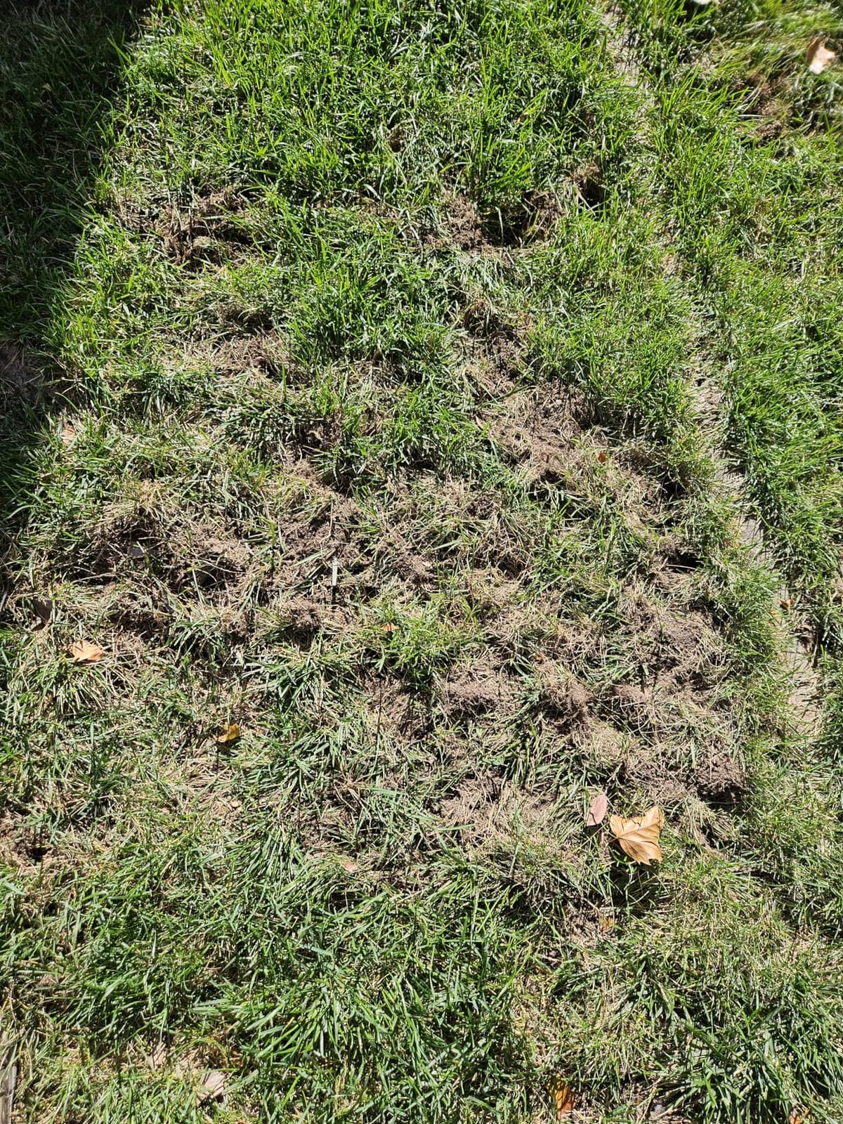 I Must Garden Mole & Vole Repellent: Professional Strength - Natural - 10lb customer photo 1
