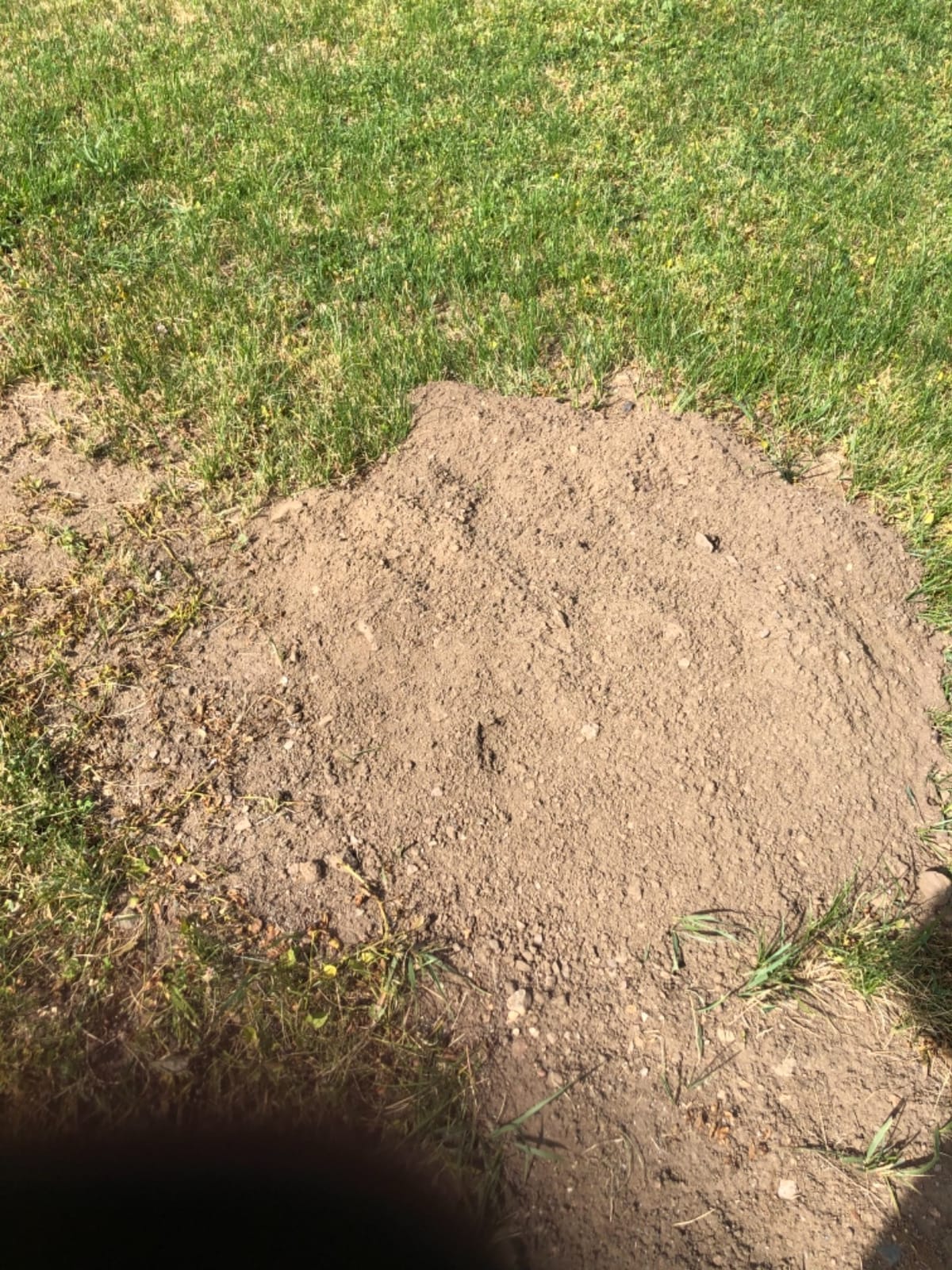 I Must Garden Mole & Vole Repellent: Professional Strength - Natural - 10lb customer photo 2