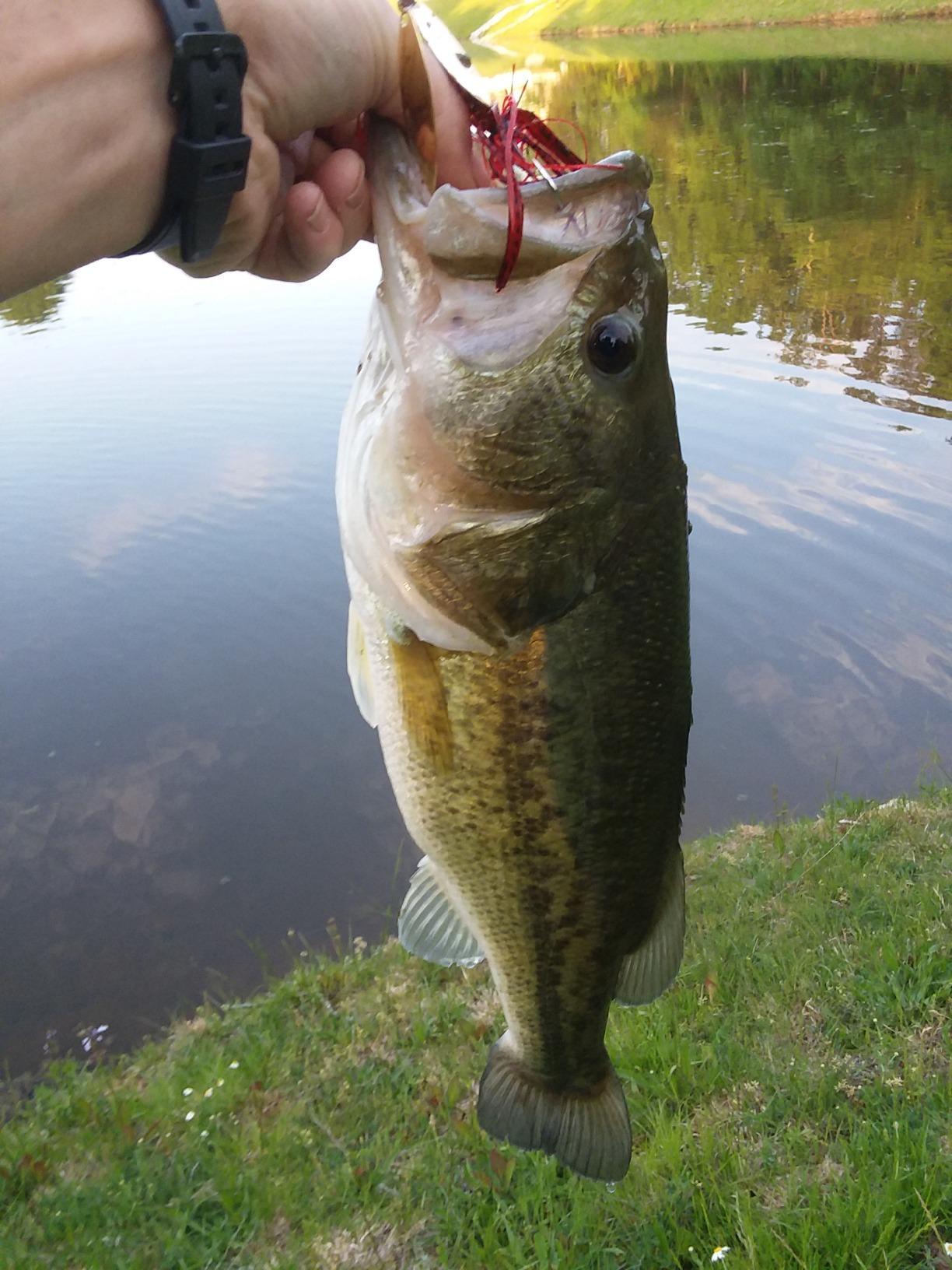 Daiwa Fuego CT Low Profile Baitcasting Reel – Aluminum CT Frame, Air Rotation System & Magforce Braking, Left/Right Hand Options customer photo 1