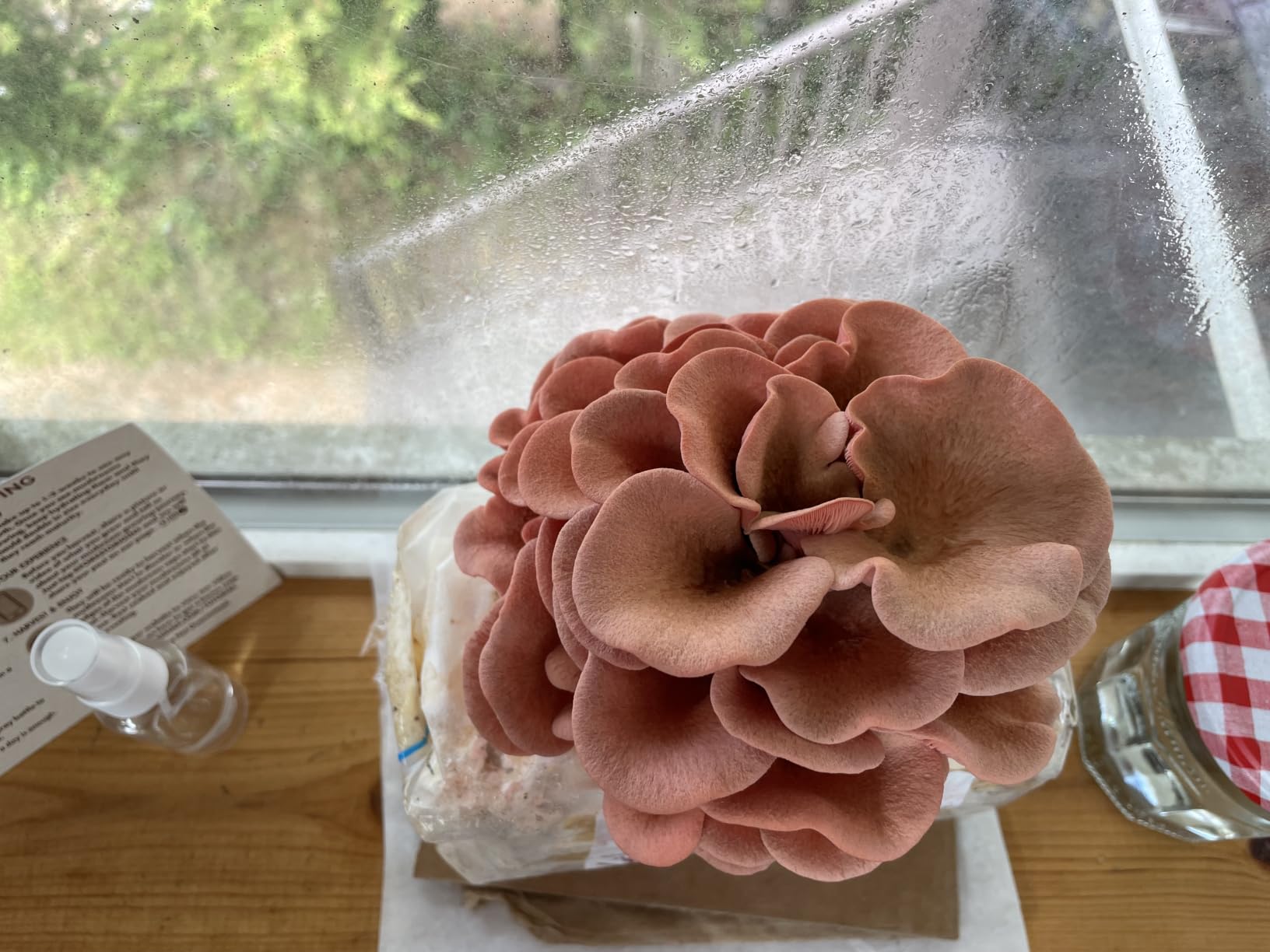 Forest Origins Pink Oyster Mushroom Grow Kit, Ready to Grow Indoors customer photo 1