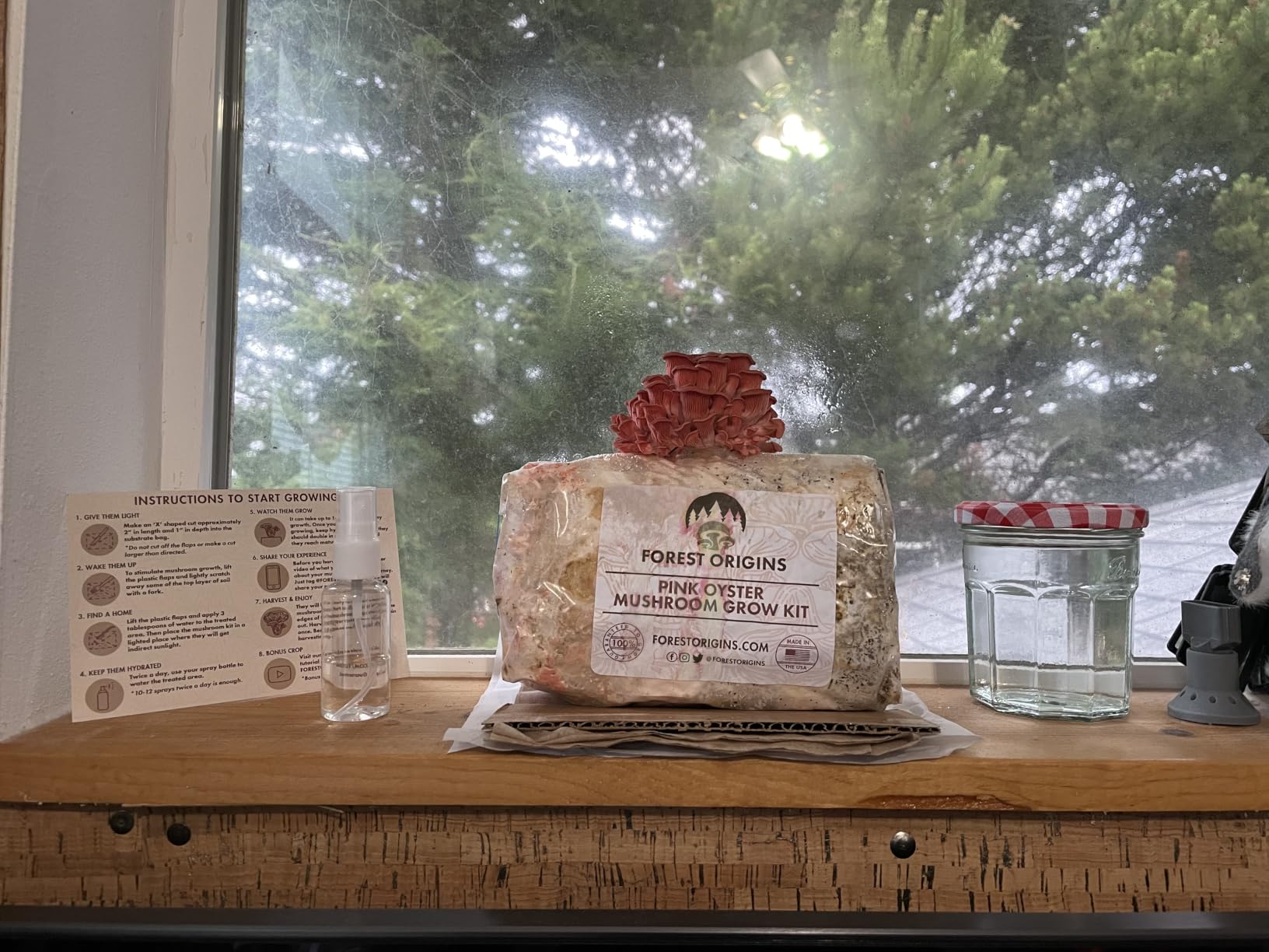Forest Origins Pink Oyster Mushroom Grow Kit, Ready to Grow Indoors customer photo 2