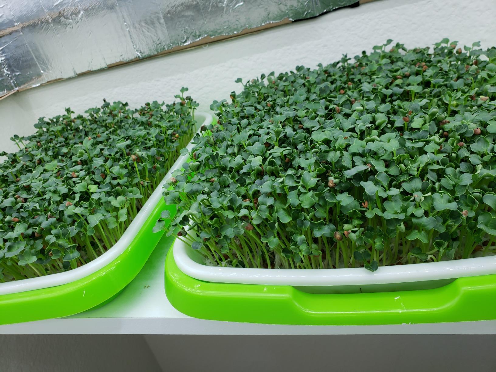 4 Layers Sprout Trays with Extra Strength Plastic Shelf Soil-Free Healthy Wheatgrass Seeds Grower & Storage Trays for Garden Home Office customer photo 1