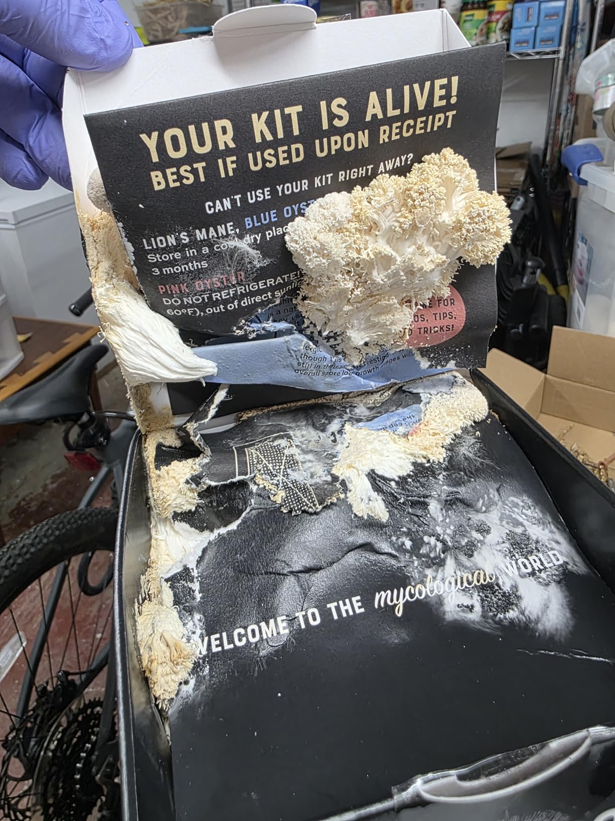 North Spore Organic Lion's Mane Mushroom Grow Kit, 4 lbs customer photo 1