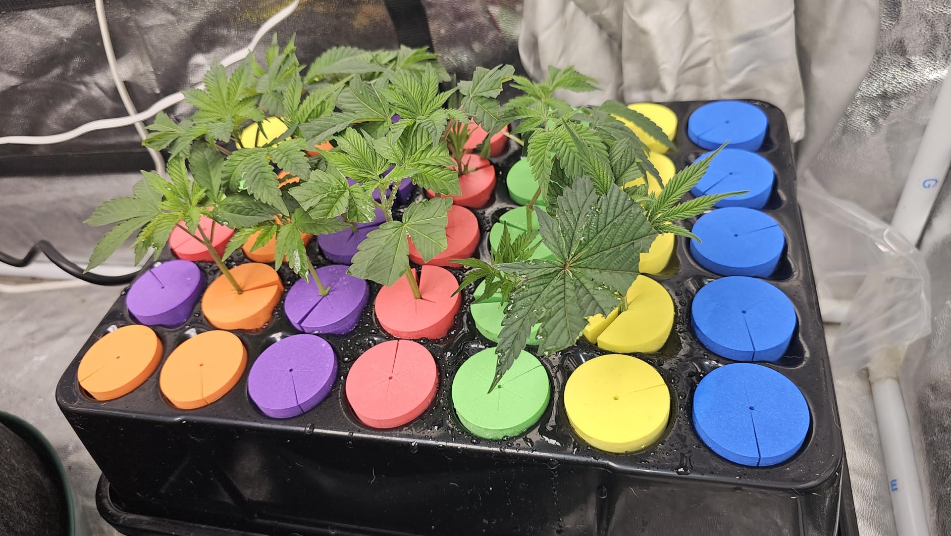 Aeroponic Cloner Machine, Cloning Machine 35 Site for Cutting Rooting Germination Kit Using 1.625 inch Neoprene Clone Inserts customer photo 1