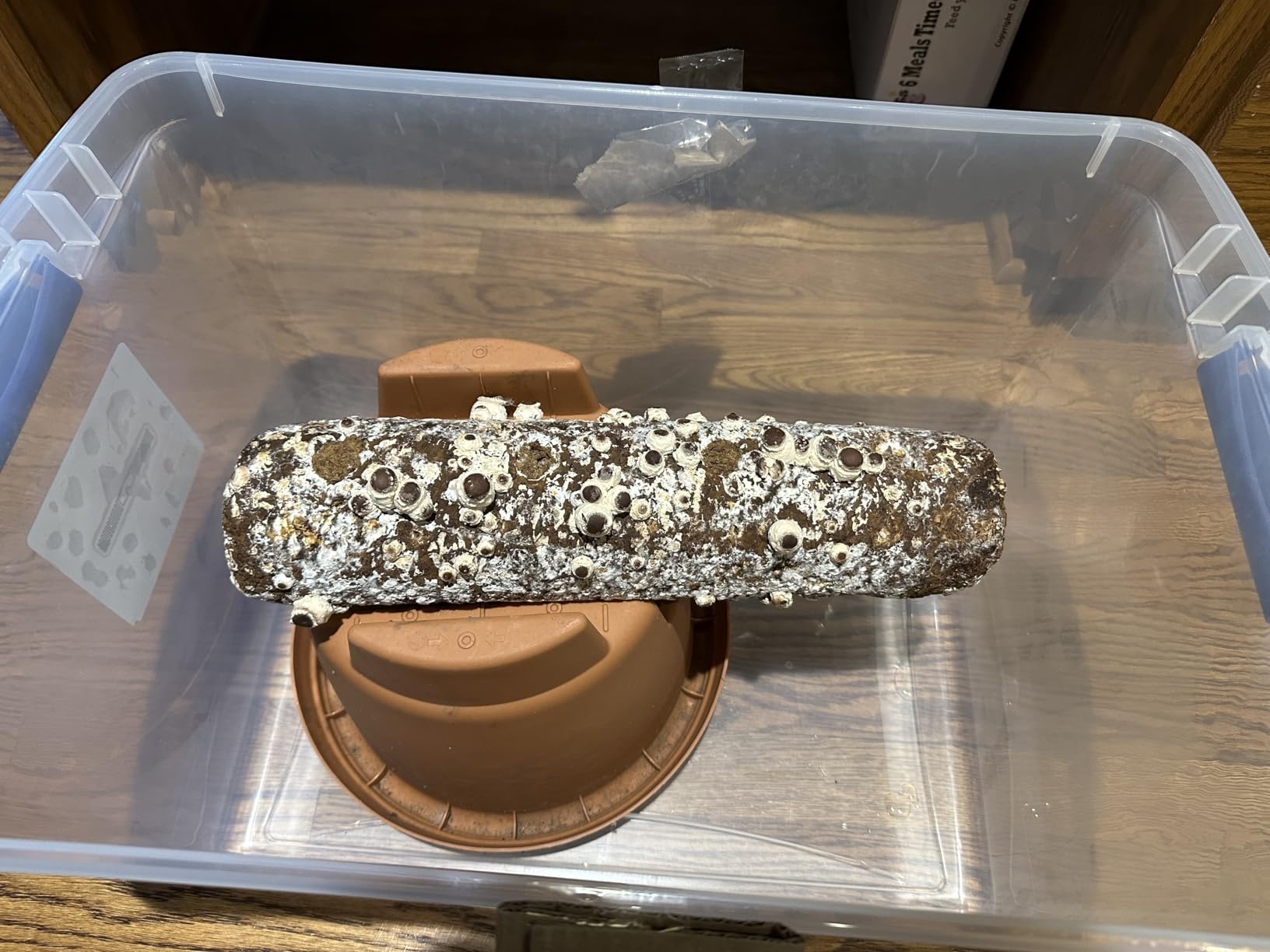 Root Mushroom Farm-Shiitake Mushroom Grow Kit-Starting Right Away Once Received customer photo 1