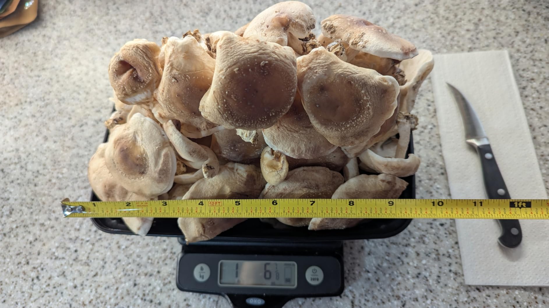 Root Mushroom Farm-Shiitake Mushroom Grow Kit-Starting Right Away Once Received customer photo 2
