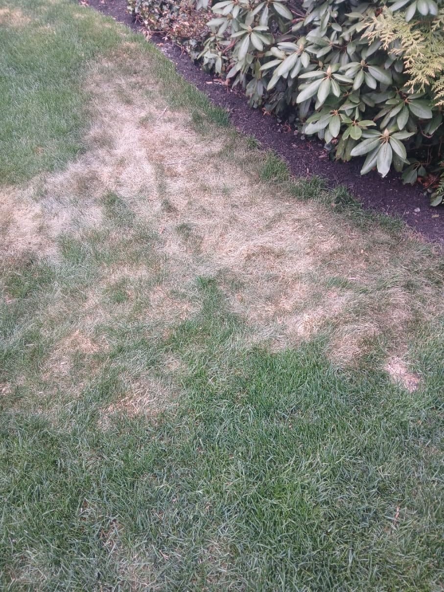 Natural Elements Mole and Vole Repellent – 100% Castor Oil Formula – Lawn and Yard Treatment – Covers Large Areas – 128 oz (1 Gallon) customer photo 1