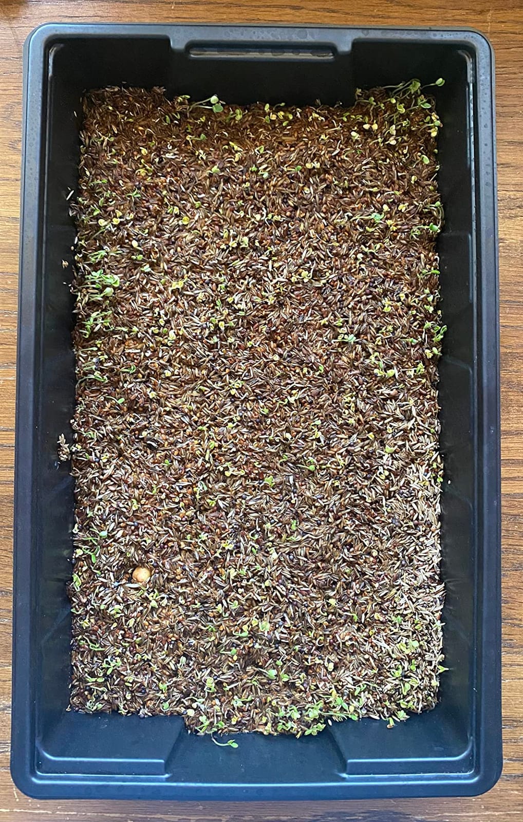 6 Pack Premium Quality Seedling Trays, Microgreens Growing Trays, No Drain Holes, Heavy Duty, Durable Plastic, 1.5mm Thick, Plants Drip Tray, Best for Sprouting Vegetables and Wheatgrass customer photo 2