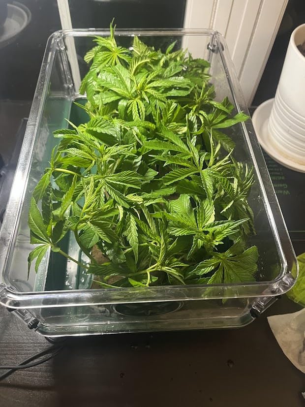 EarlyGrow Medium Seed and Herb Domed Propagator with Vented Side Height Extension and Security Clip Set,Green customer photo 1