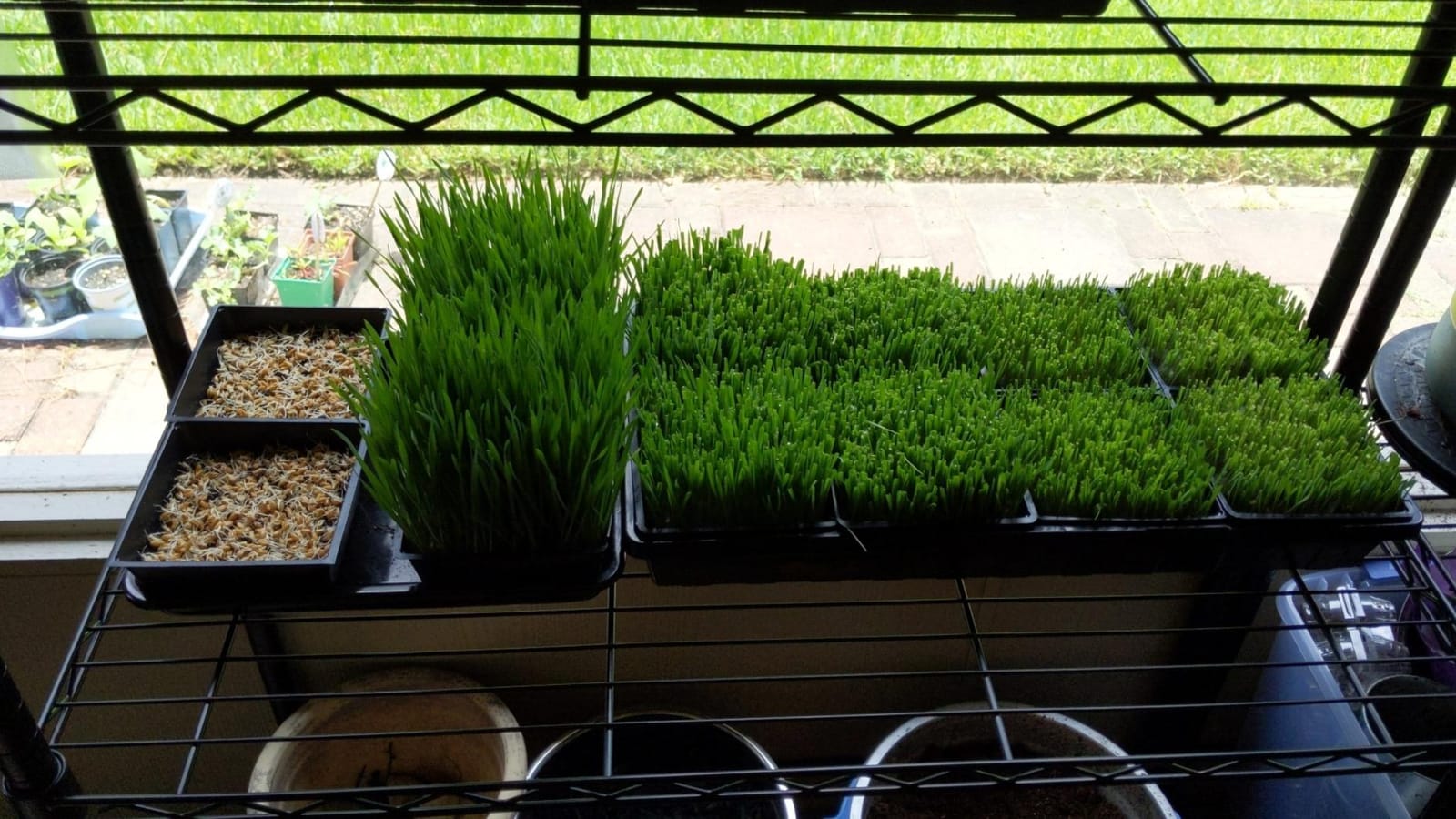 1020 Seed Starting Trays, Plant Tray, Microgreens Growing Trays, Plastic Seed Trays, Reusable Seedling Tray, 5-Pack Growing Trays, Germination Tray, Planting Tray, Plant Tray For Seedlings customer photo 2