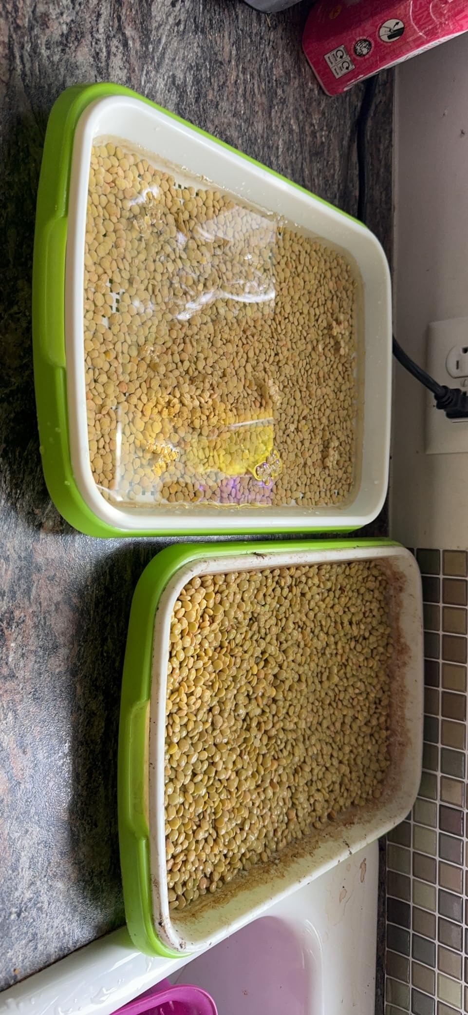 Seed Sprouting Trays, 5 Pack Soil-Free Microgreens Grow Kit customer photo 2