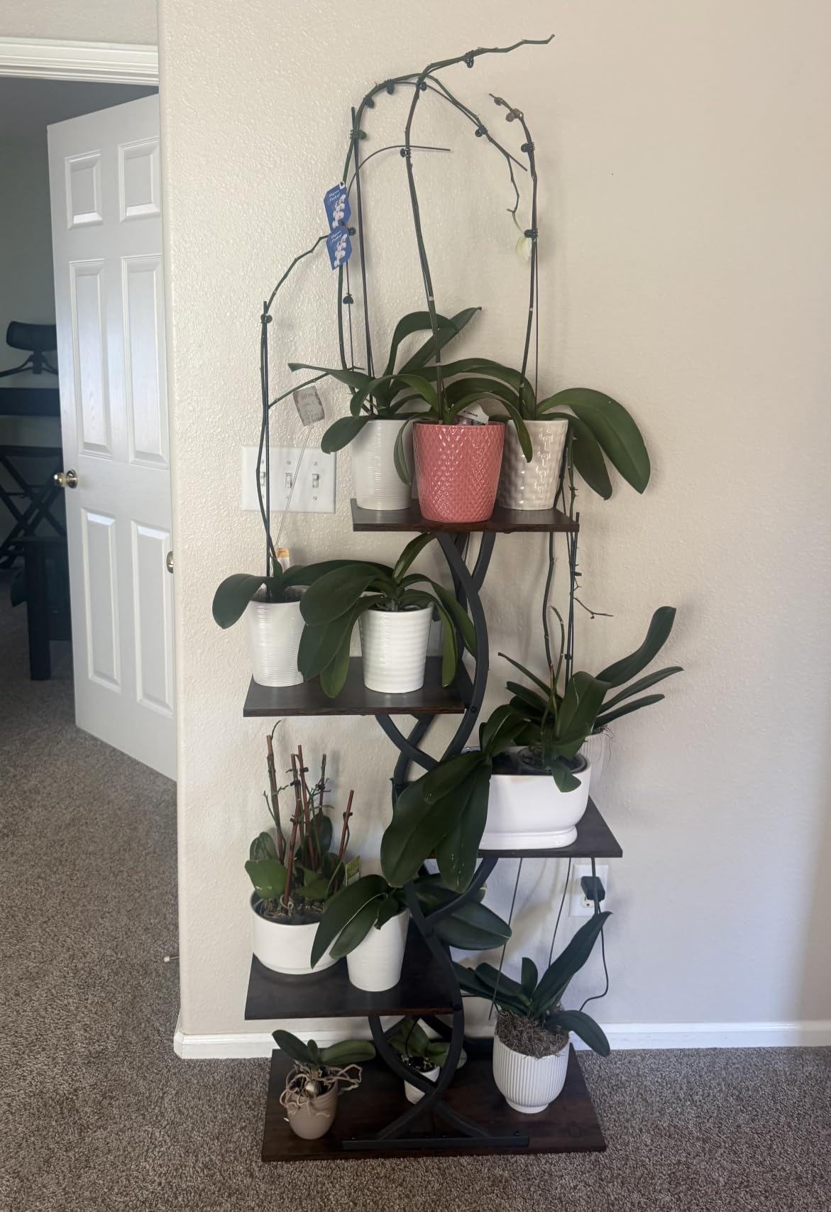 Plant Stand Indoor with Grow Lights - 5 Tiered Corner Plant Shelves (Brown) customer photo 1