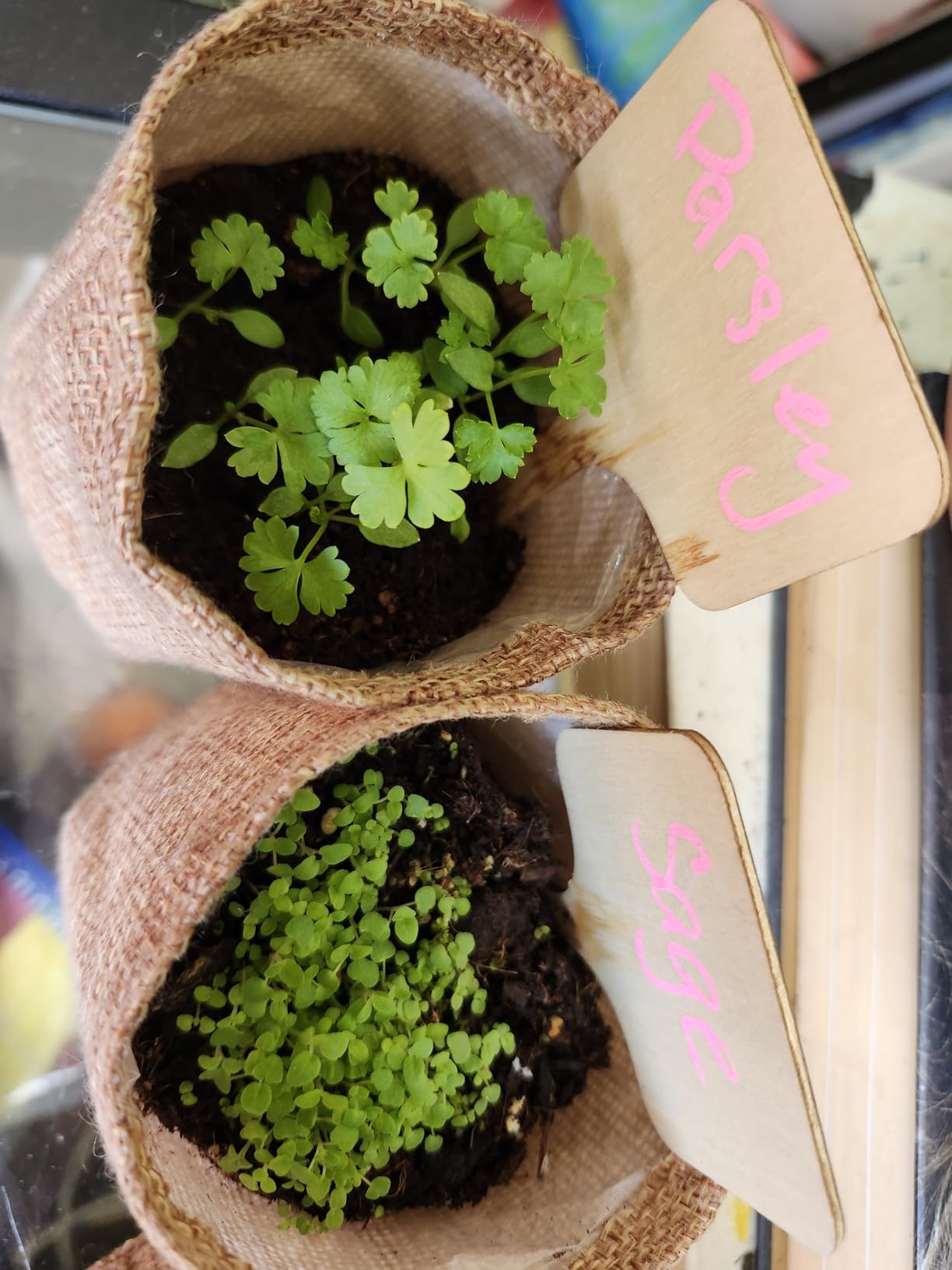 10 Herb Garden Planter Indoor Kit, 44pcs Complete Kitchen Herb Starter Set Including Burlap Pots, Markers, Soil Discs, Gardening Tools, Unique Easter/Birthday/Christmas Gift Ideas for Women, Mom customer photo 1