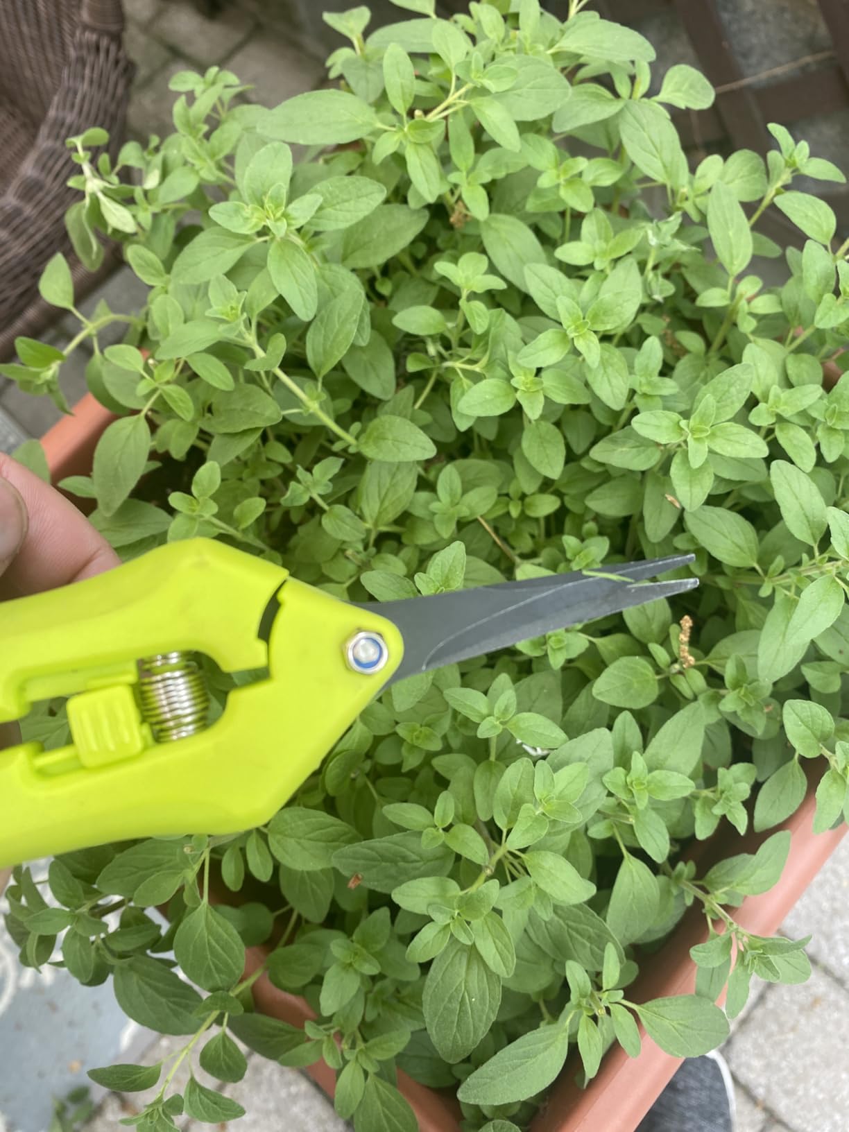 Ultra Sharp Pruning Shears Hedge Clipper – Cuts 3X Easier, Dual-Size Opening, Weak Hand Arthritis Clippers, Rust-Resistant Pruner, Effortlessly Cuts customer photo 1