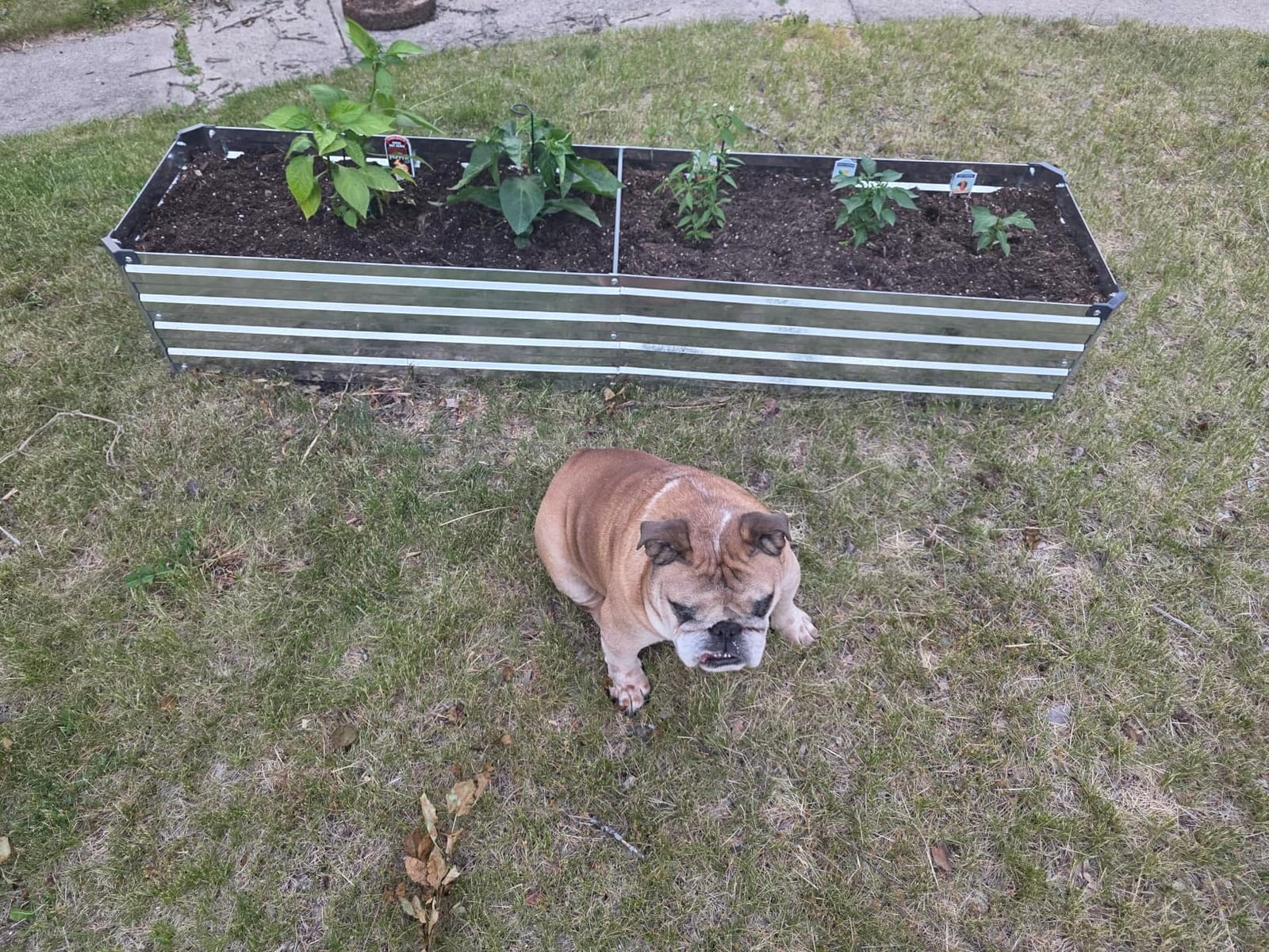 zunatu 10x2x1ft(2 Pack) Galvanized Raised Garden Bed customer photo 1