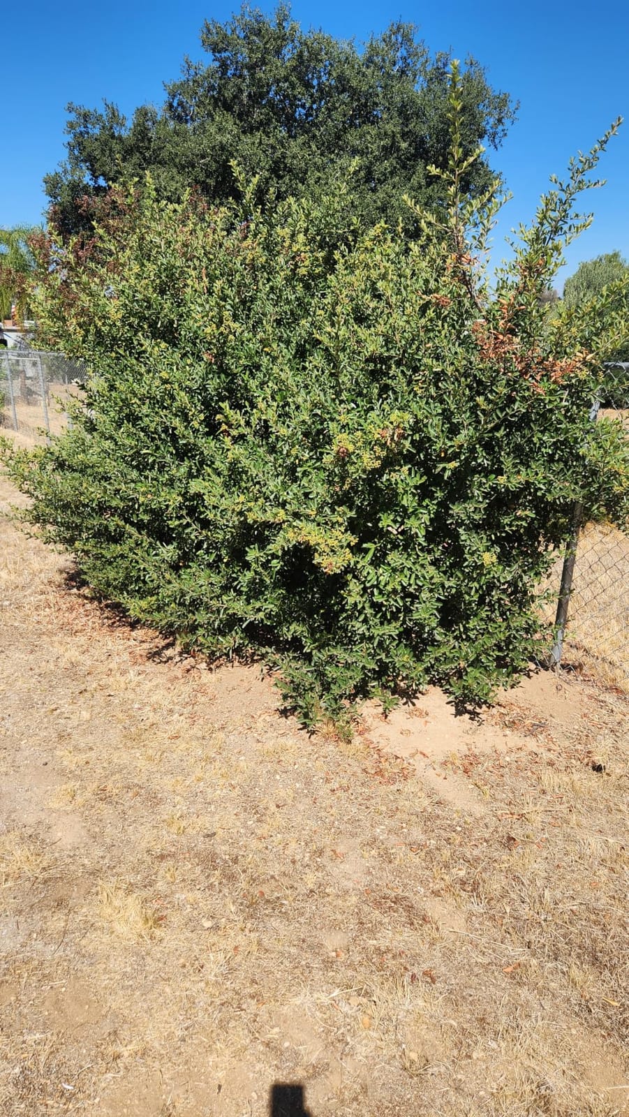 24'' Cordless Hedge Trimmer with 2 Batteries & Charger, Brushless Motor customer photo 1