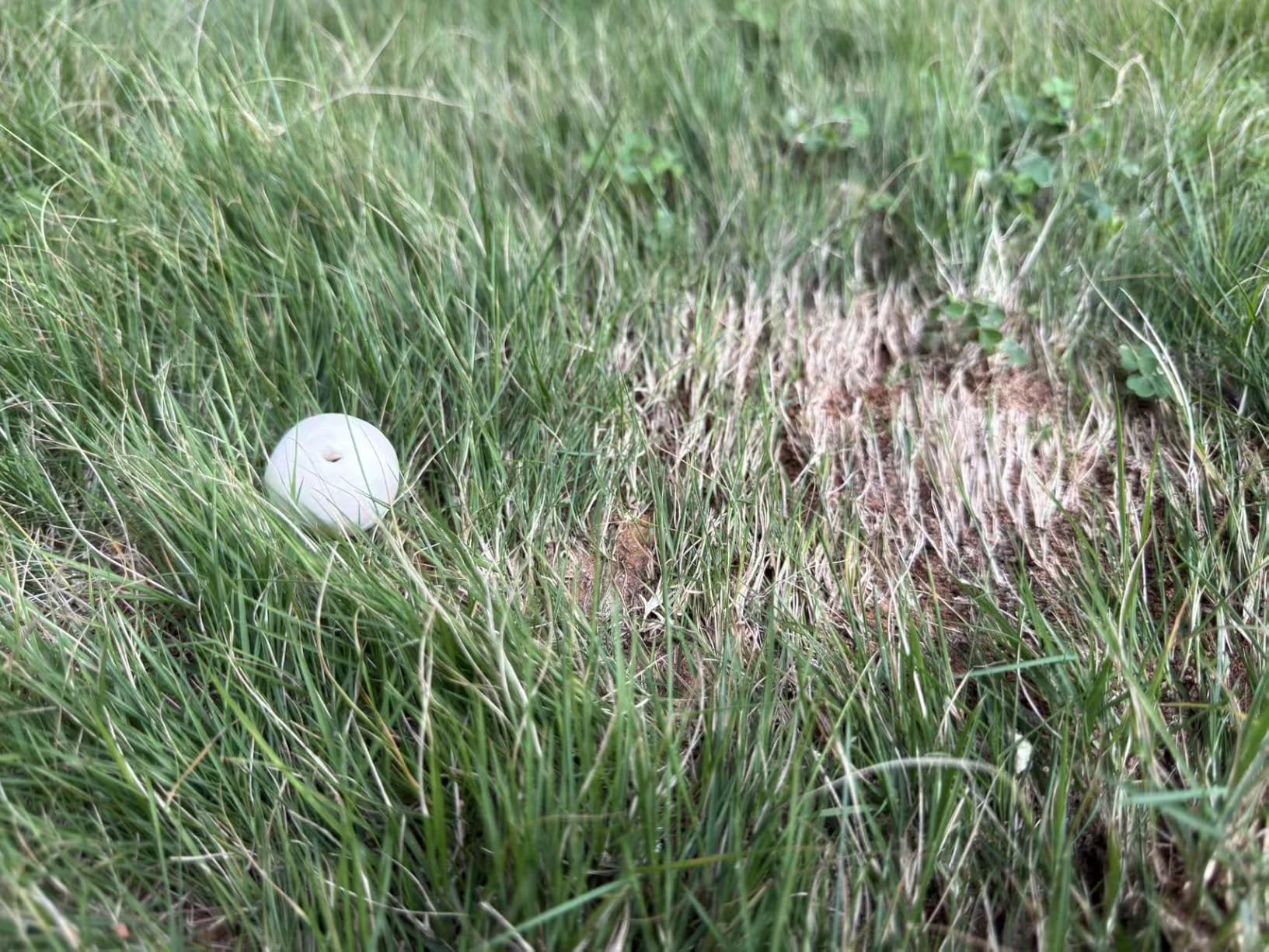 Mole Repellent, Gopher Repellent, Groundhog and Vole Repellant 8P customer photo 2